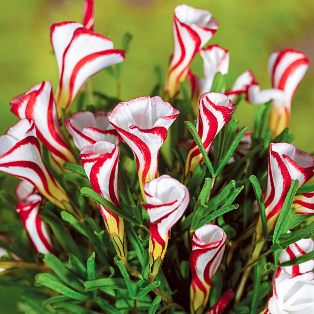 Breck's Candy Cane Sorrel Oxalis Bulbs (15Pack)05158 The Home Depot