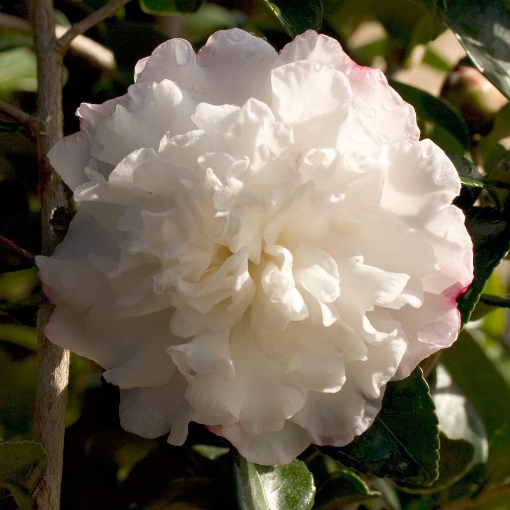 Gardenia - Shrubs - Trees 