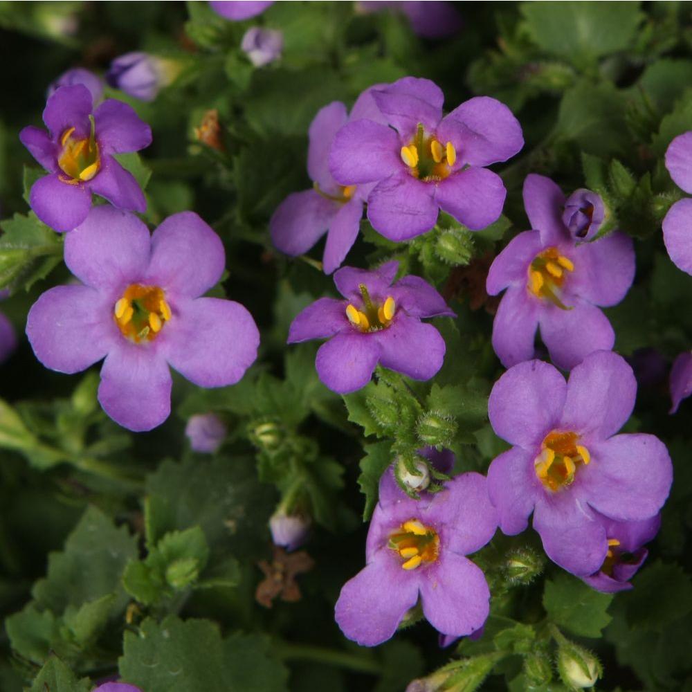 Proven Winners Snowstorm Blue Bacopa (Sutera) Live Plant, LavenderBlue