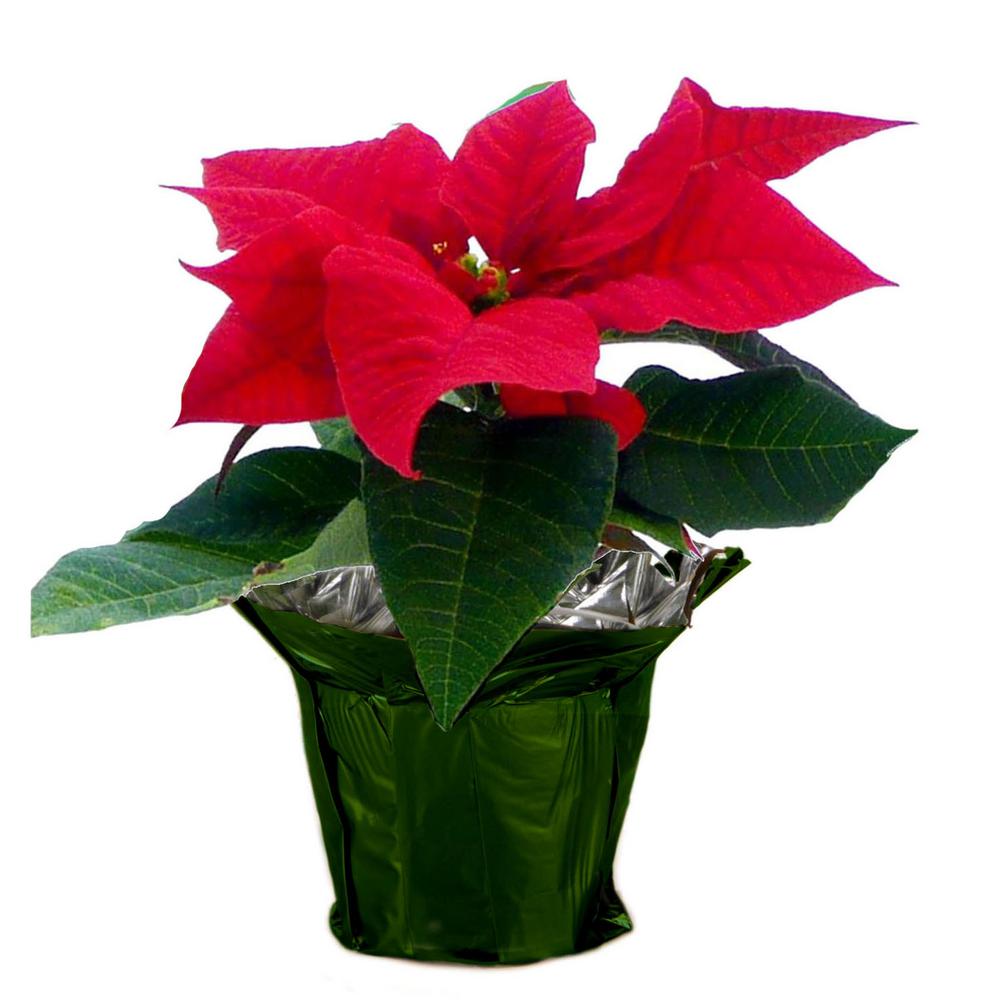 Costa Farms 1 pt. Fresh Red Poinsettia with Green Pot Cover (Live