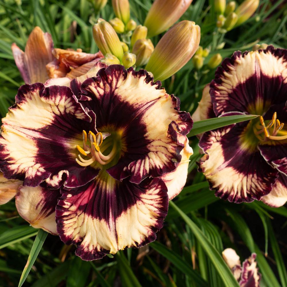 Daylily Perennials Garden Plants & Flowers The Home Depot