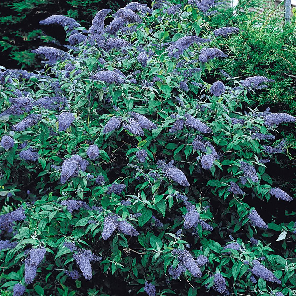 Spring Hill Nurseries 4 in. Pot Blue Butterfly Bush (Buddleia) Live ...