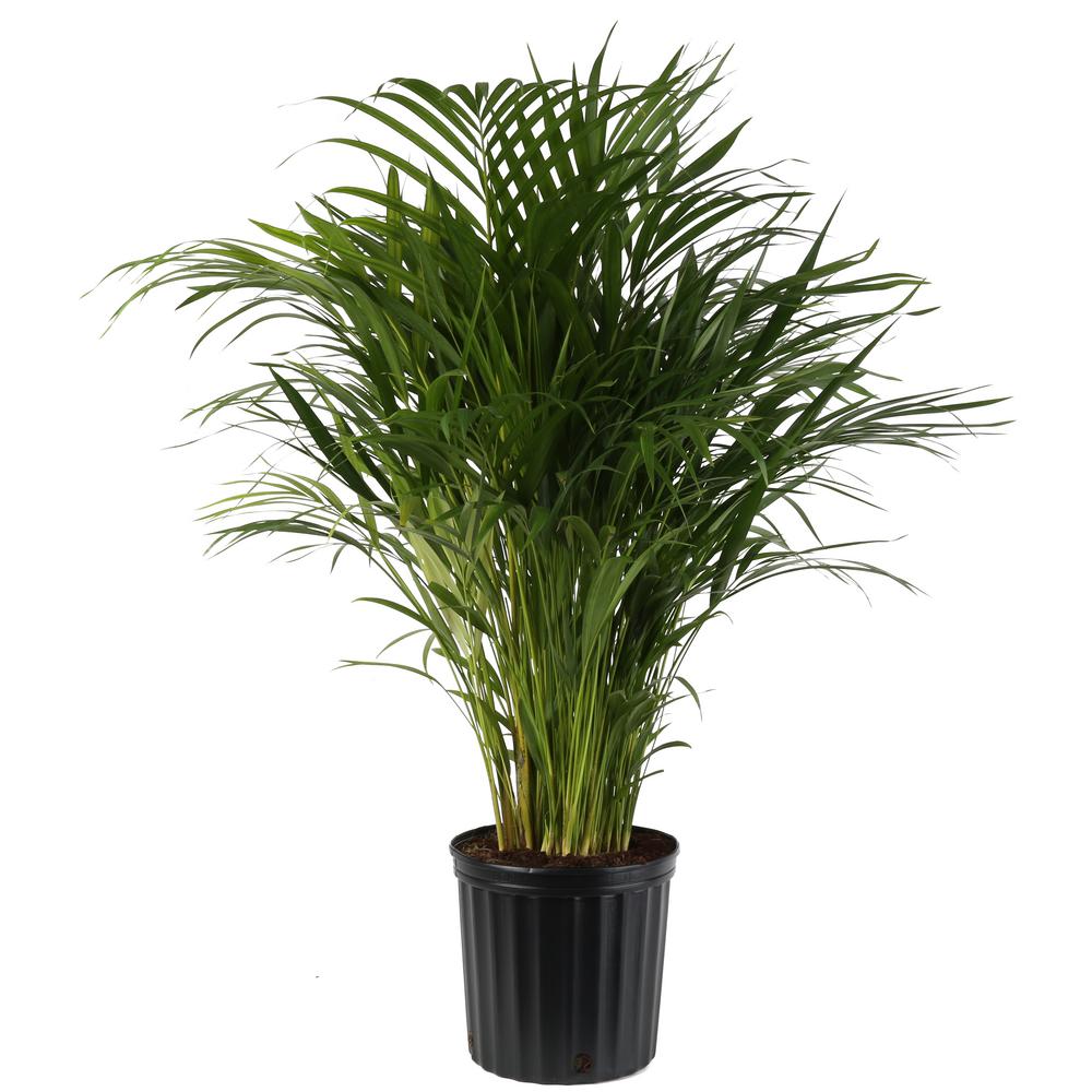 Fresh From Our Farm Chamaedorea Palm Tree Ships With Decor Planter Costa Farms Cat Palm Excellent Gift Live Indoor Plant 3 To 4 Feet Tall Gardening Pots Planters Container Accessories