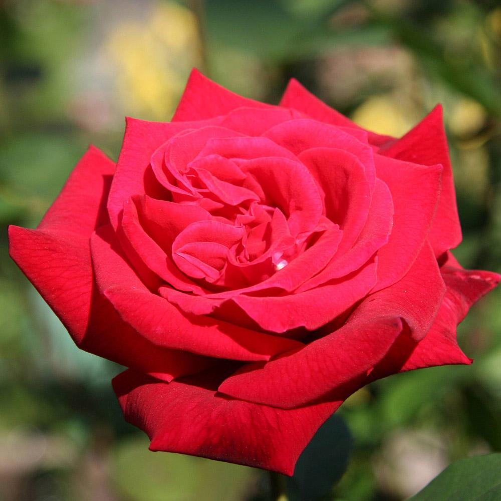 Mea Nursery Fragrant Proud Land Hybrid Tea Rose Plant with Red Flowers was $27.98 now $11.49 (59.0% off)