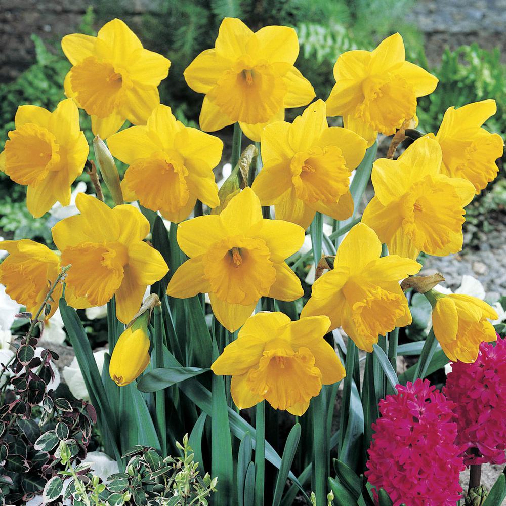 Van Bourgondien Dutch Master Trumpet Daffodil Bulbs 25-Pack-87782 - The ...