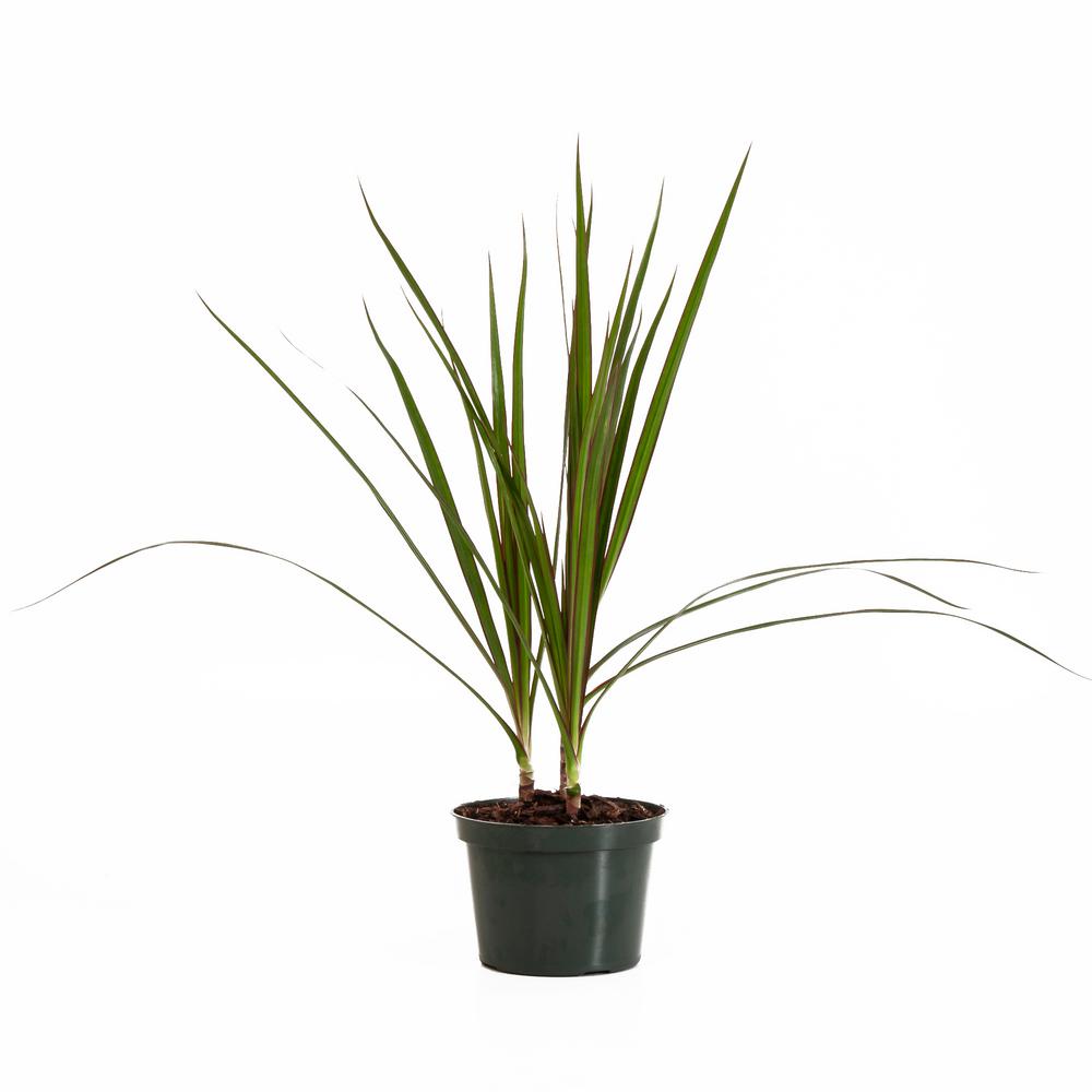 Dracaena Marginata, Dragon Tree in 6 in. Grower Pot22297 The Home Depot
