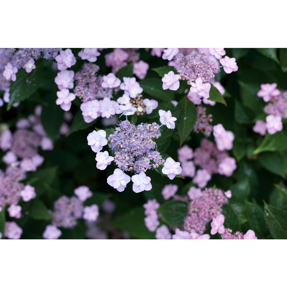 61 best flowers images on Pinterest
