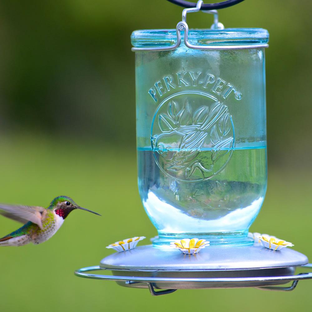Perky Pet Blue Mason Jar Decorative Glass Hummingbird Feeder 32