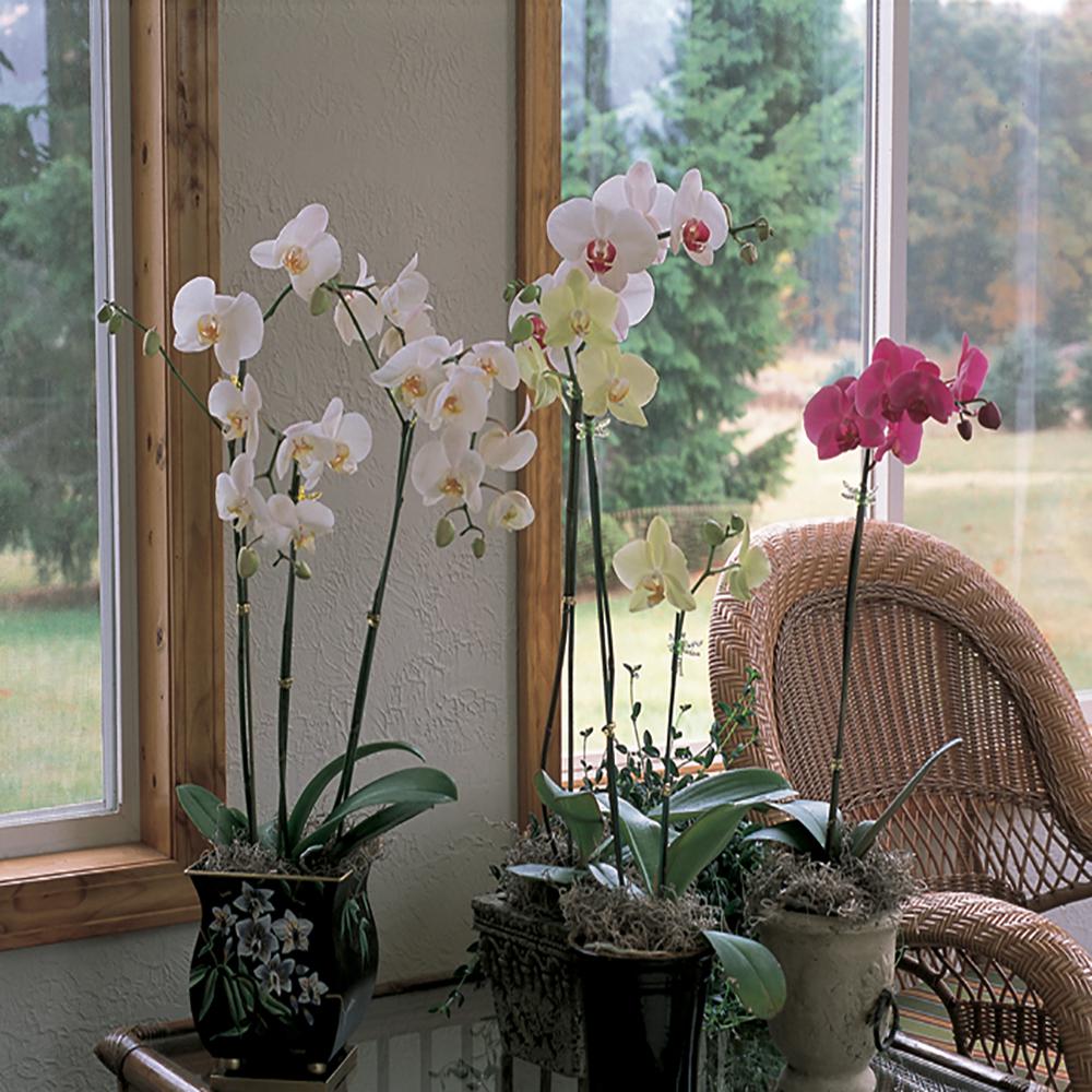 5 in. Dendrobium Orchid Med Deco SB23226 The Home Depot