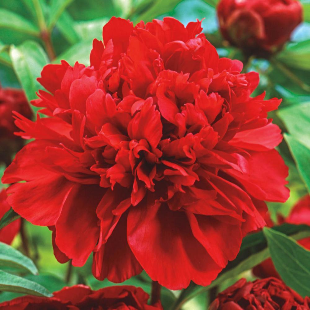 Karl Rosenfield Peony (Paeonia) Live Bareroot Plant Double ...