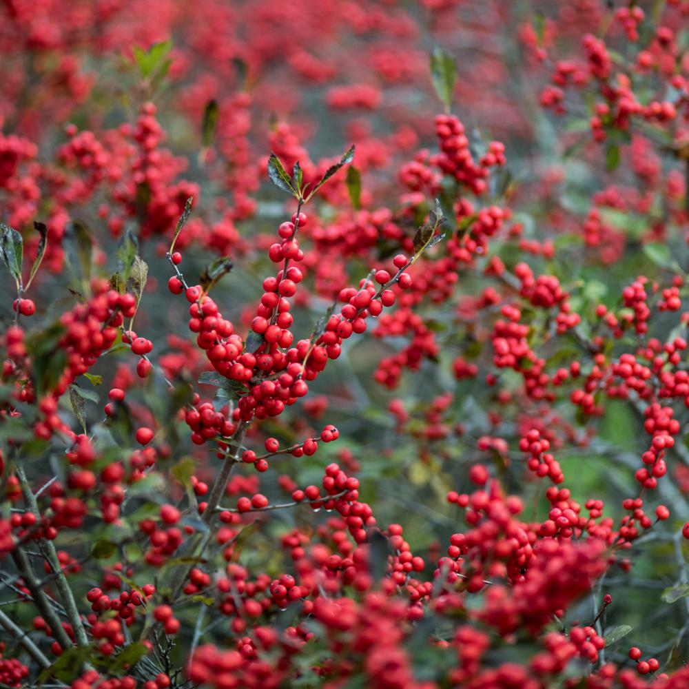 Spring Hill Nurseries Winter Red Winterberry (Ilex), 3 in