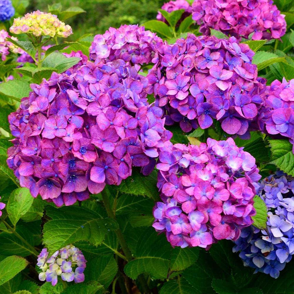 National Plant Network 4 in. Lime Lovebird Hydrangea Shrub with Green ...