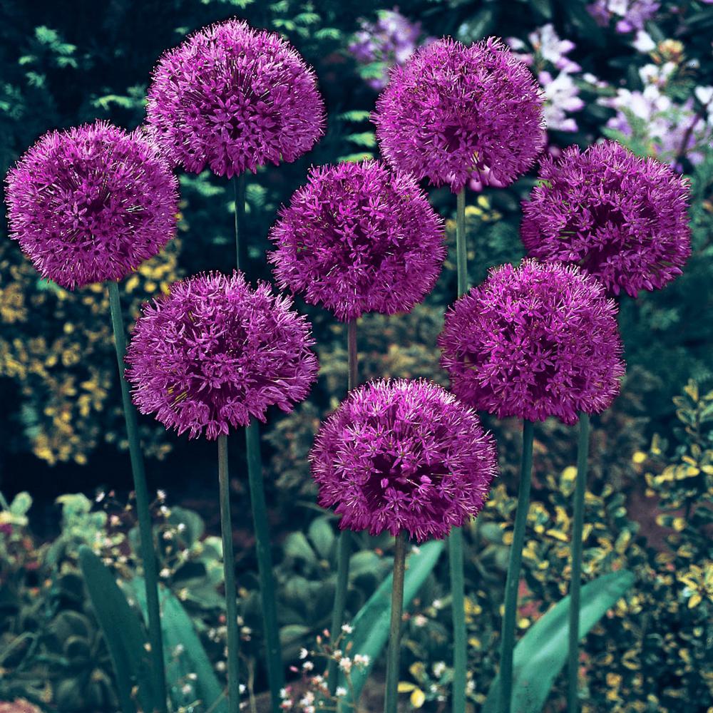 allium flower