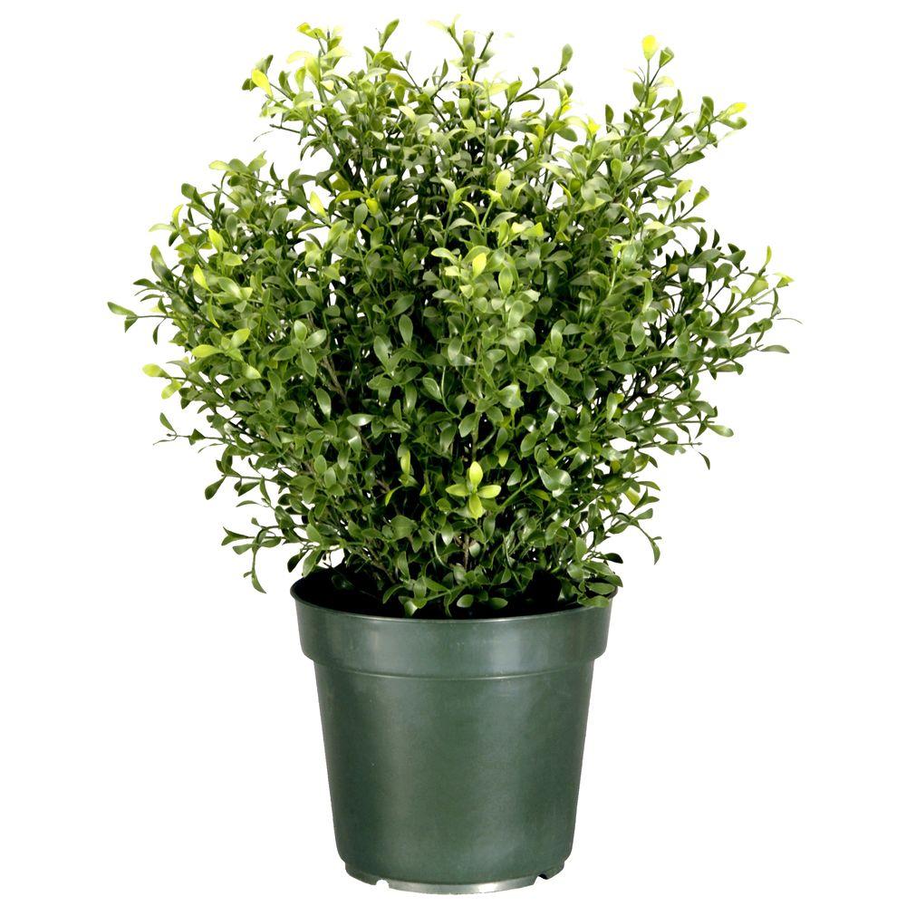 National Tree Company Artificial Foliage Topiaries Outdoor 24 In Argentea Artificial Plant