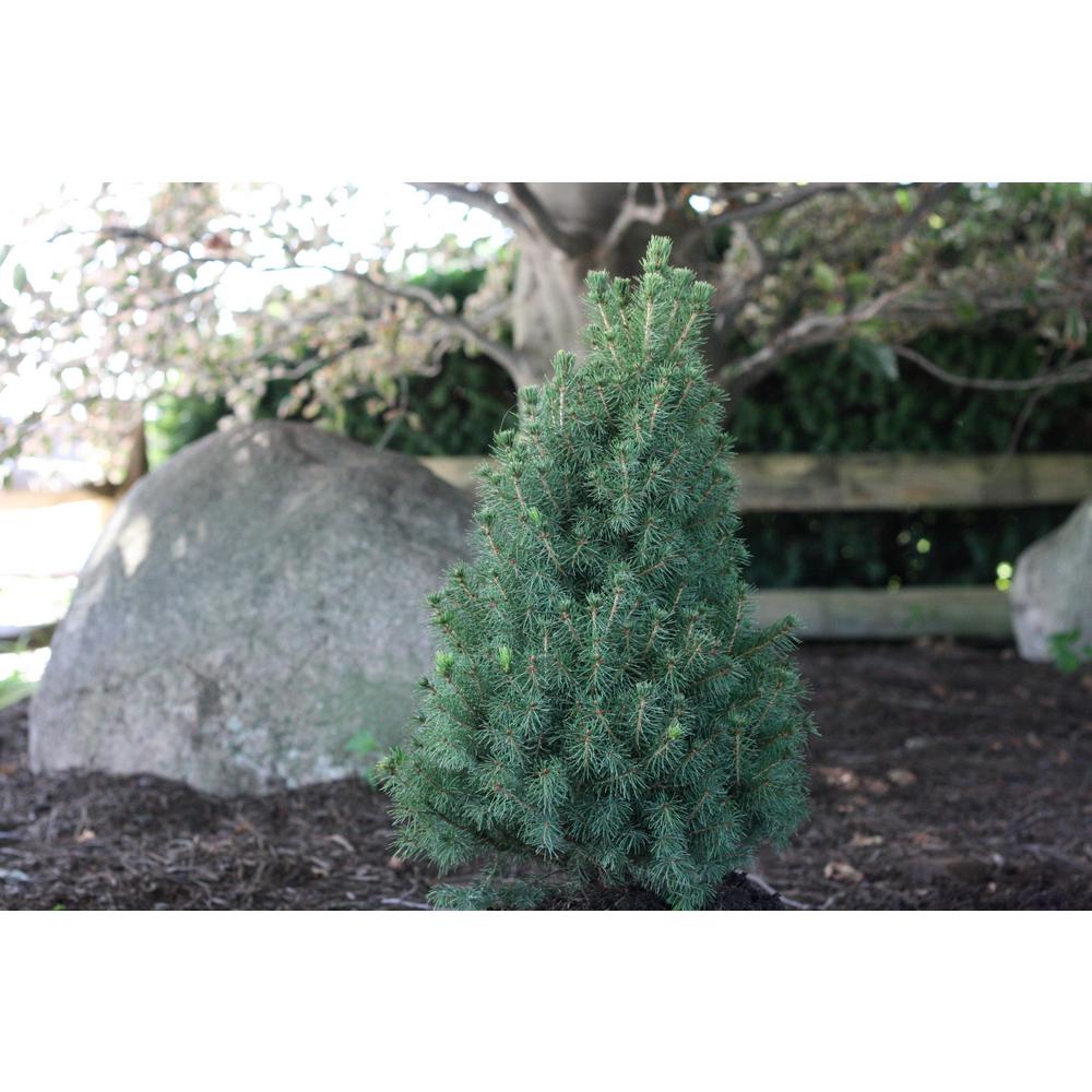 Cottage Gardens 2 Gal. Dwarf Alberta Spruce Tree13PIC2GCO The Home Depot