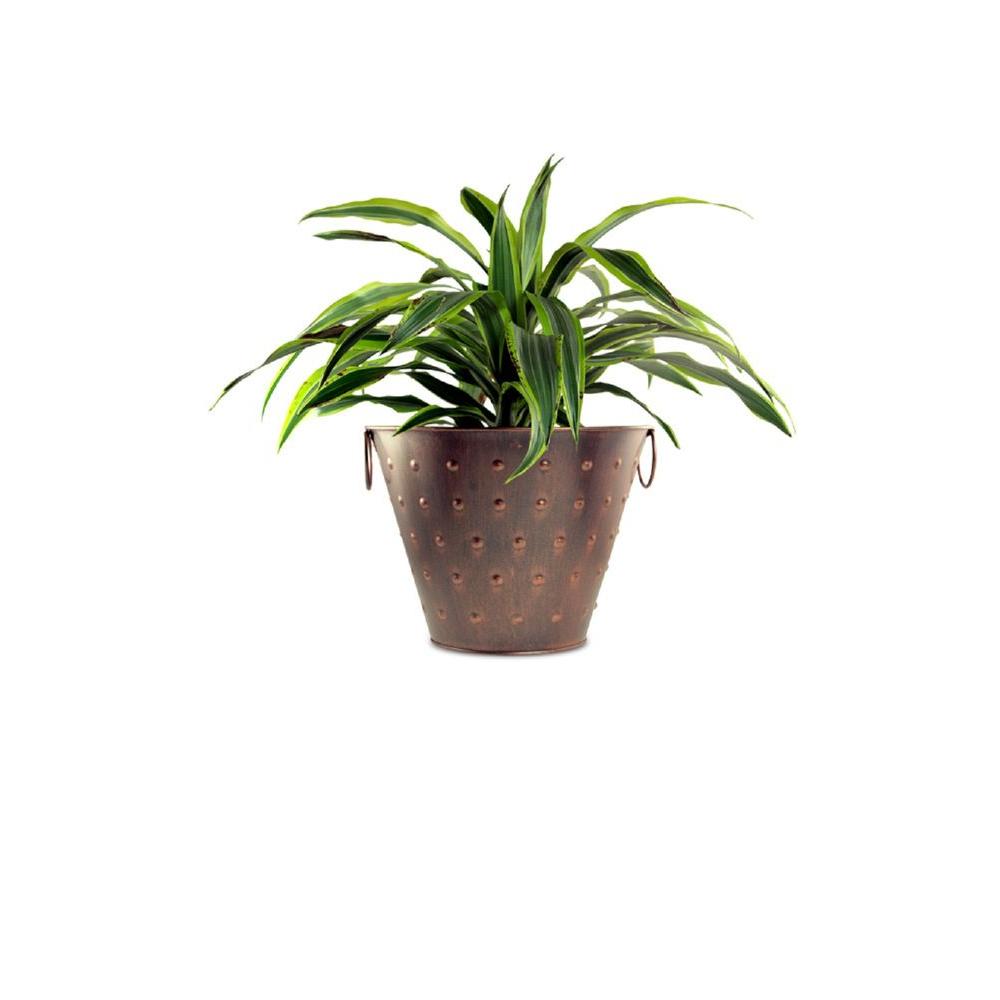 Fiddle Leaf Fig Trees- or Ficus Lyrata. Good place to buy cheap ...