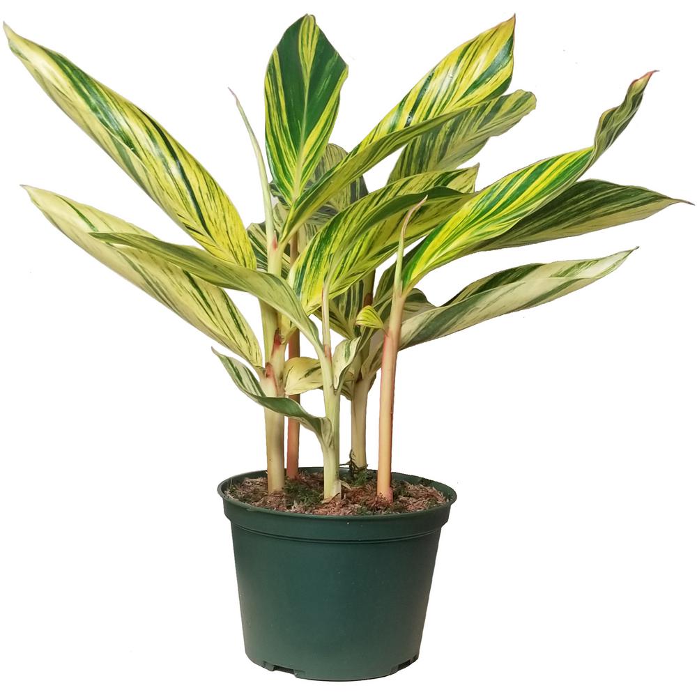 Ginger Plant Indoor Plants Plants Garden Flowers The Home
