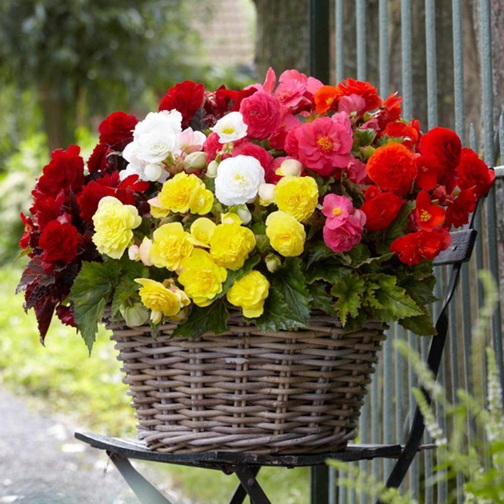 Flower Bulbs Garden Plants & Flowers The Home Depot