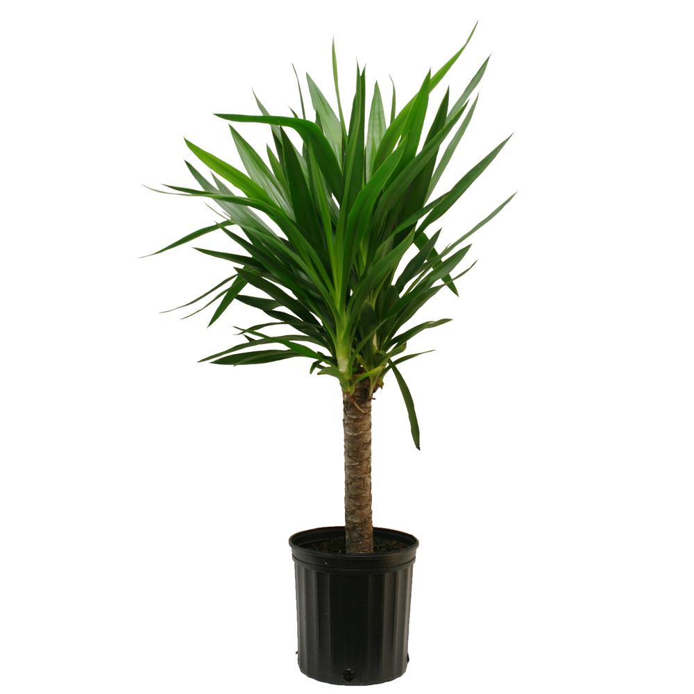 Yucca Cane in 8.75 in. Grower Pot