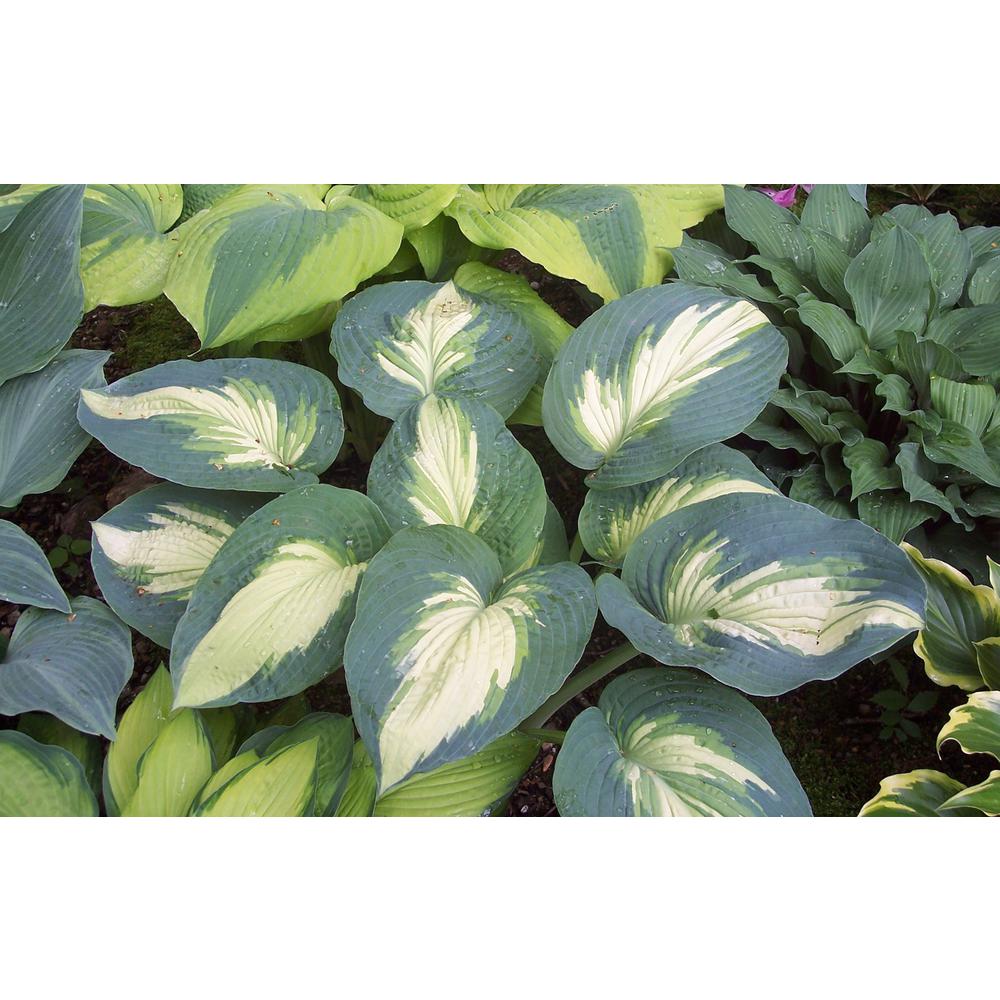 Proven Winners Shadowland Hudson Bay Hosta Live Plant Variegated Proven Winners Shadowland Hudson Bay Hosta Live Plant Variegated Foliage 3 Gal