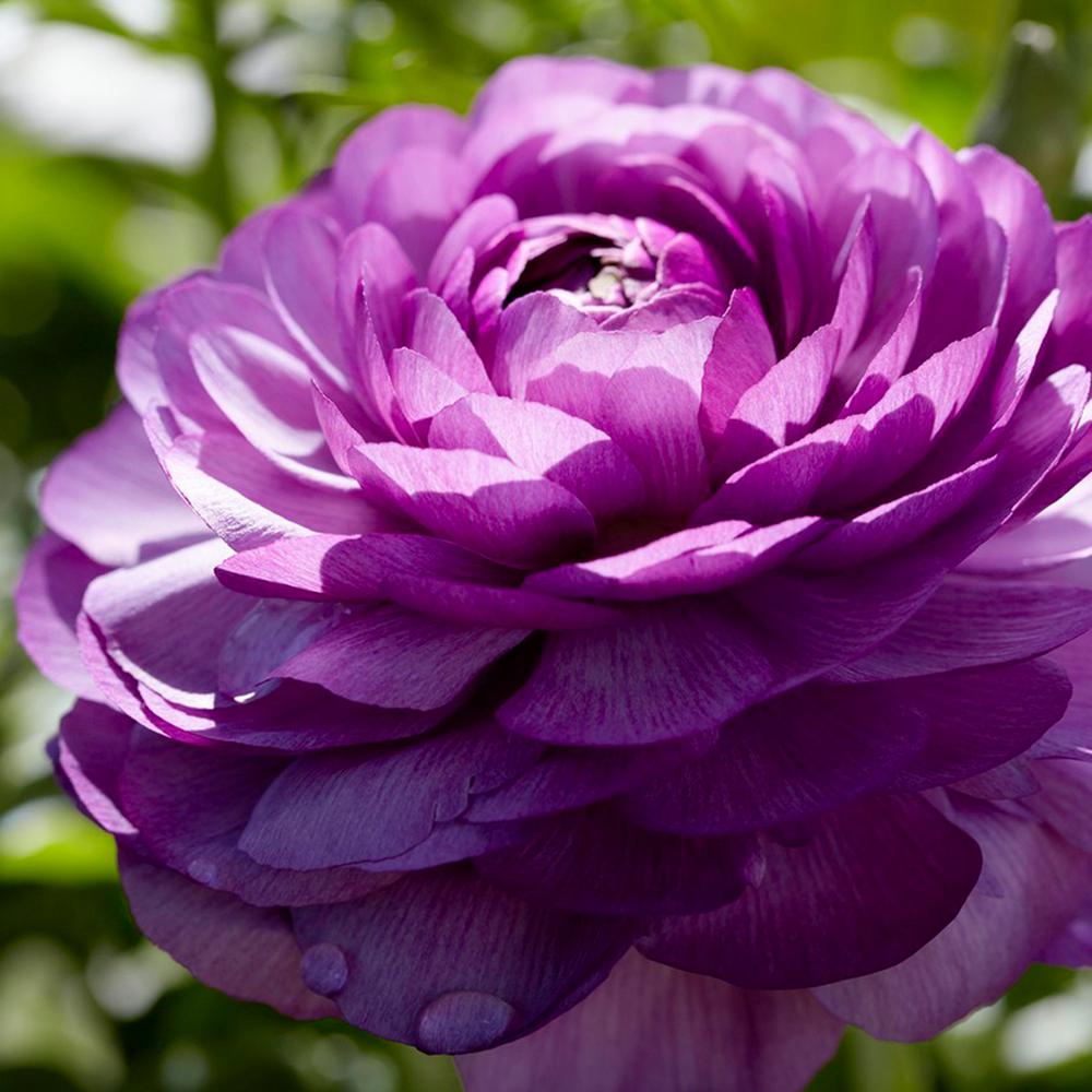 Purple Fall Summer Flower Bulbs Garden Plants Flowers Er Cups Bulbs Ranunculus Double Purple Set Of 12