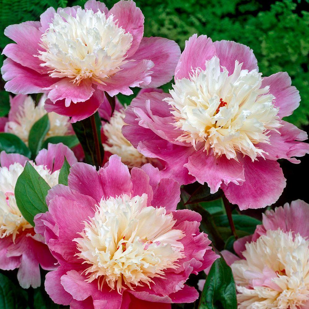 Peony Perennial Flower Bulbs Garden Plants Flowers The Bowl Of Beauty Peony Roots 5 Pack