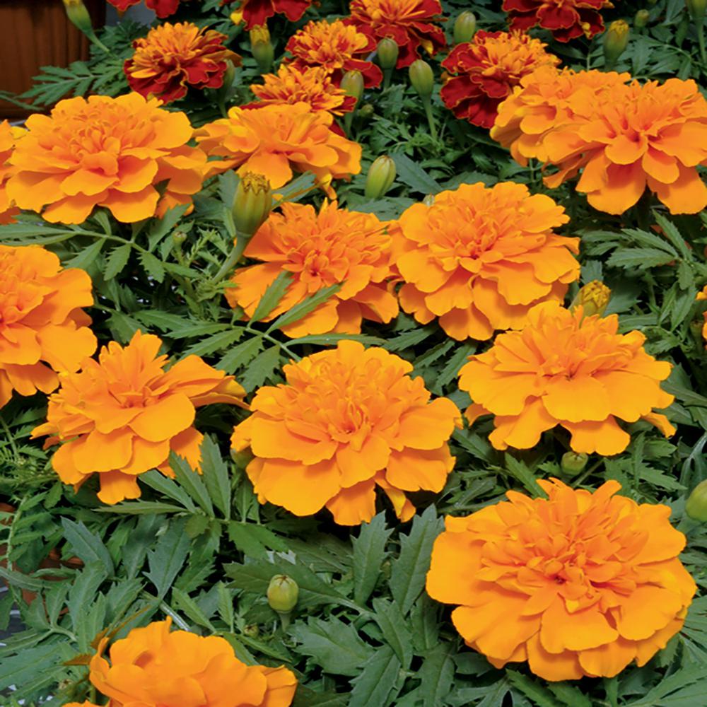 12 in. Bonanza Orange Marigold Plant (12Pack)8636 The Home Depot