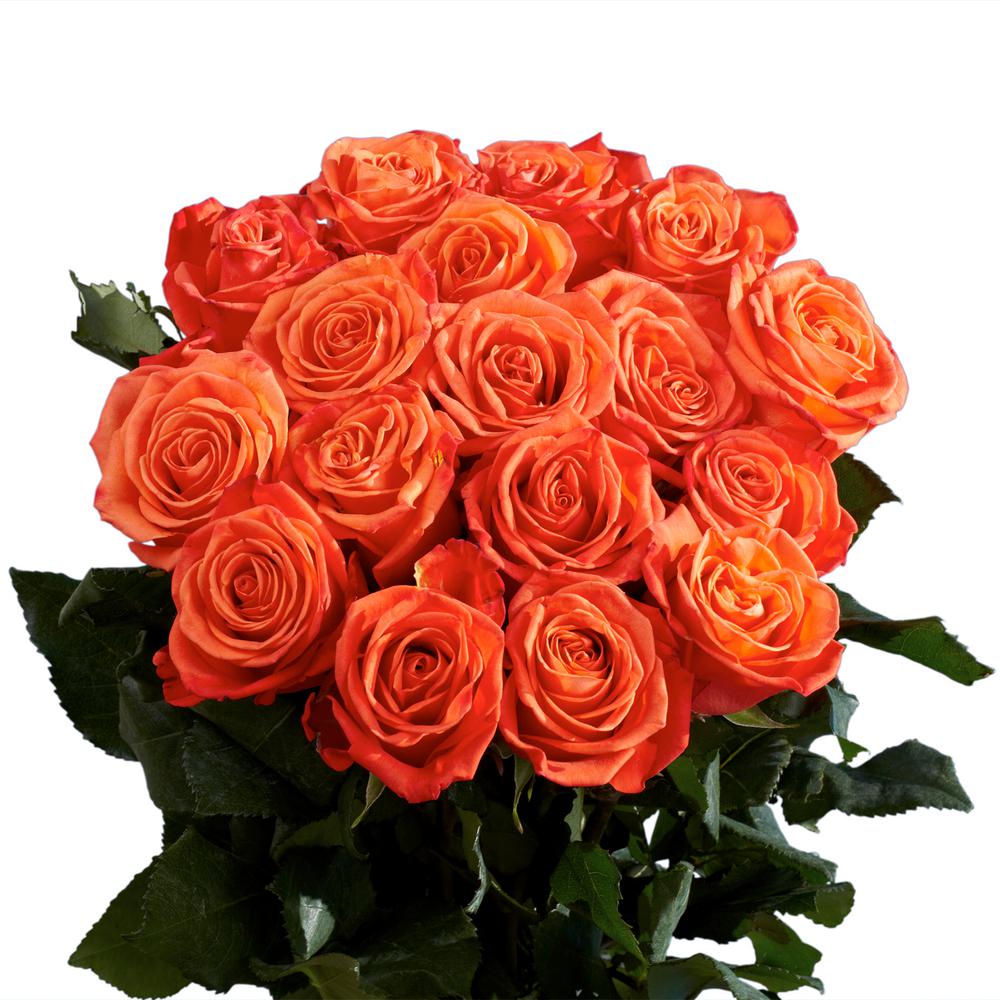 Globalrose Fresh Orange Roses 100 Stems The Globalrose Fresh Orange Roses 100 Stems
