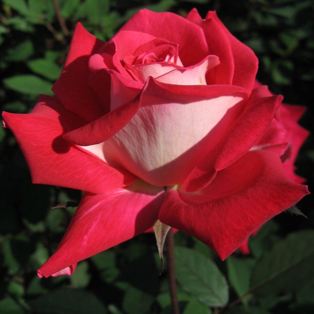 Mea Nursery All Time Favorites Rose Love 60004 The Home Depot Mea Nursery All Time Favorites Rose Love