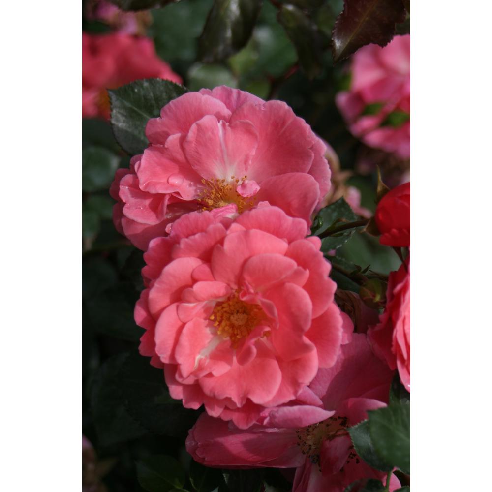 Hot Pink Rose Bushes Trees The Home Depot Oso Easy Pink Cupcake Landscape Rose Rosa Live Shrub