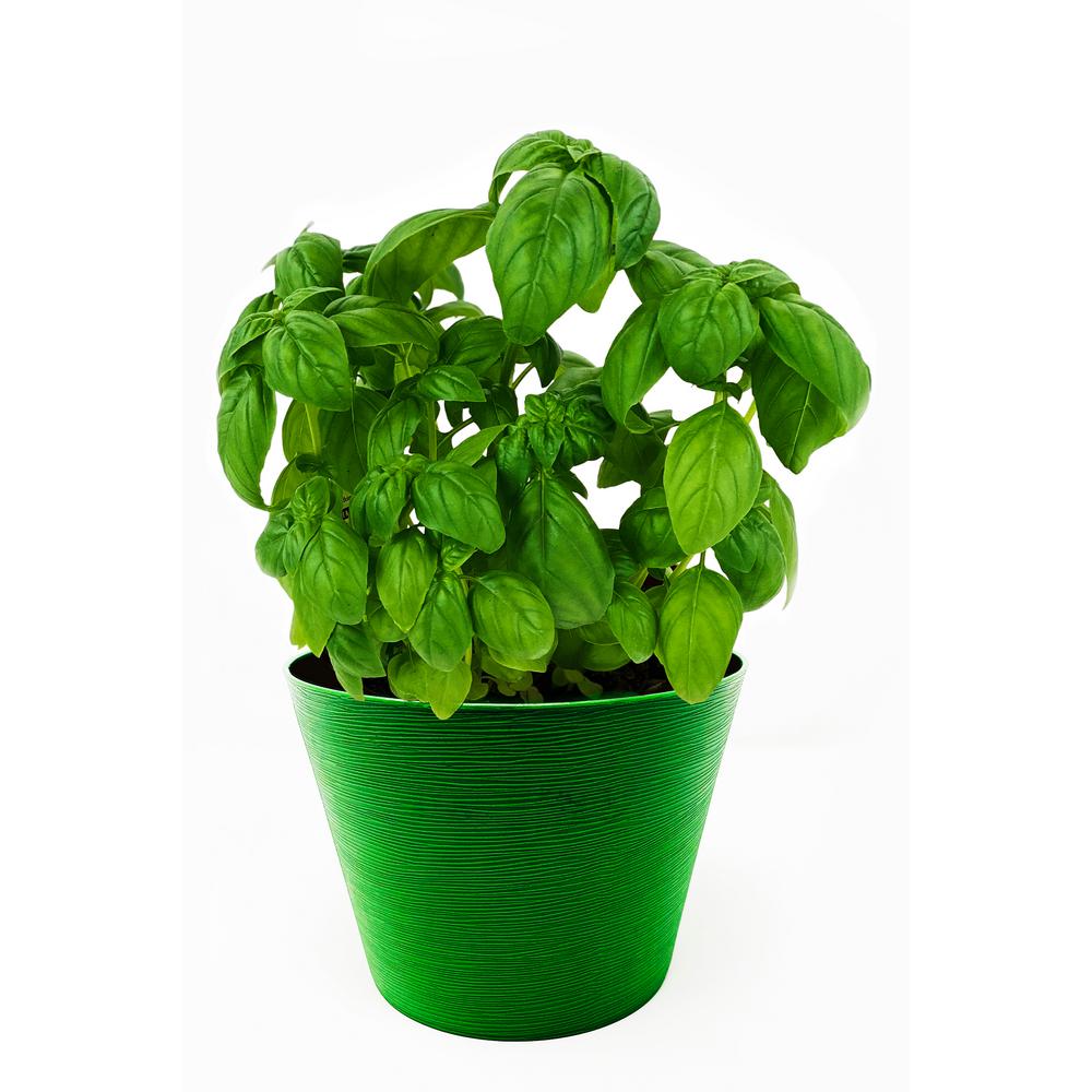 Pure Beauty Farms 1.5 Qt. Herb Plant Sweet Italian Basil