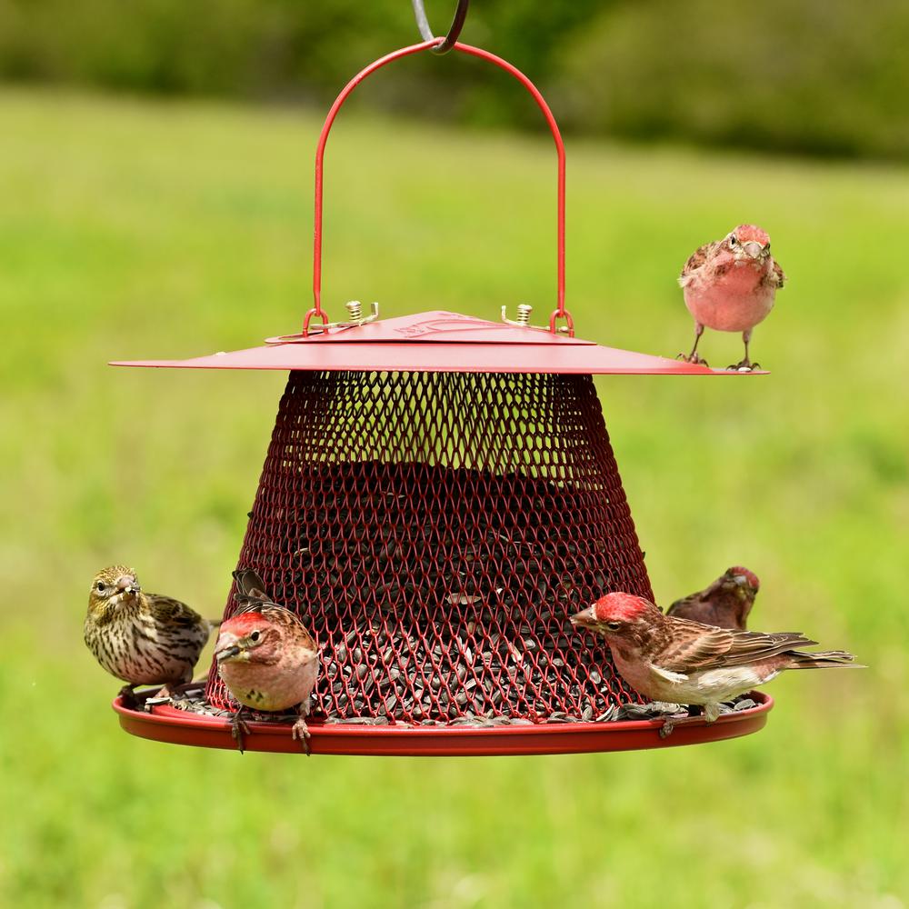 pet bird feeder