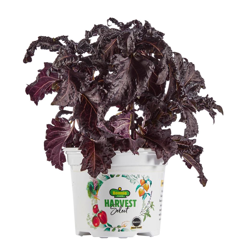 Bonnie Plants 25 oz. Harvest Select Purple Ruffles Basil Live Plants (2Pack)2PHD014 The Home