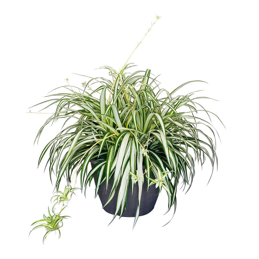 Pure Beauty Farms 1.8 Gal. Spider Plant Chlorophytum in 11 In. Hanging