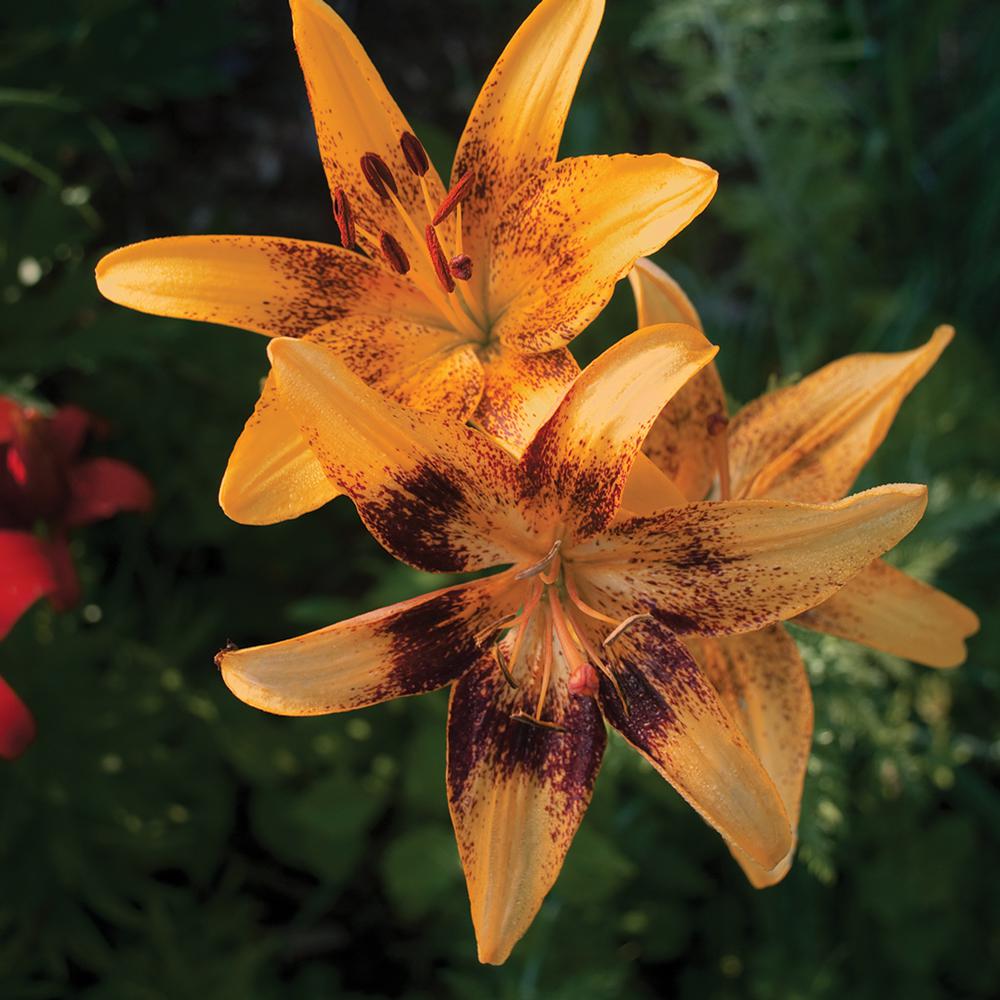 3 Qt. Tiny Parrot Burgundy and Yellow Asiatic Lily Plant65439 The