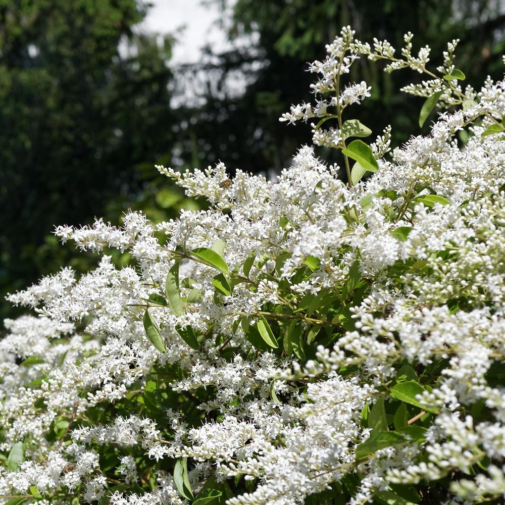 National Plant Network 2.5 Qt. Ligustrum Curly Leaf Flowering Shrub 