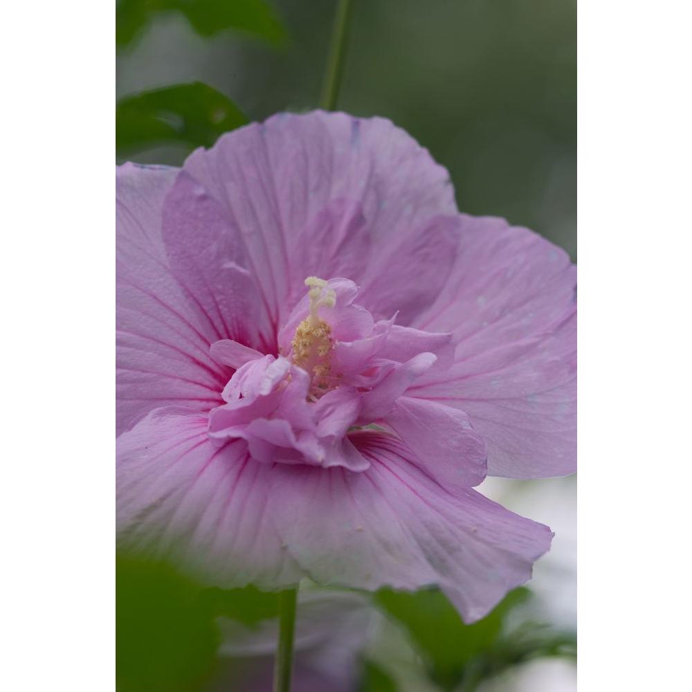 Proven Winners 1 Gal Lavender Chiffon Rose Of Sharon Hibiscus Live Shrub Light Purple Flowers Hibprc The Home Depot