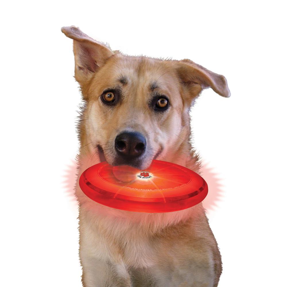 light up dog frisbee