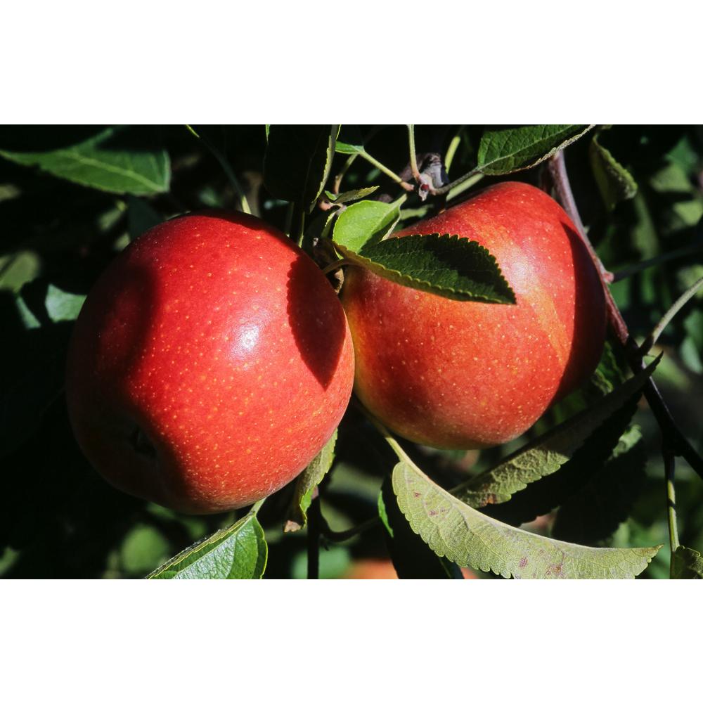 Online Orchards Dwarf Braeburn Apple Tree Bare RootFTAP006 The Home