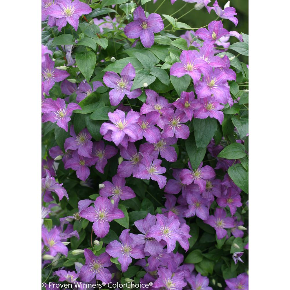 Proven Winners 1 Gal. Jolly Good (Clematis) Live Shrub, Light Purple Flowers by Proven Winners