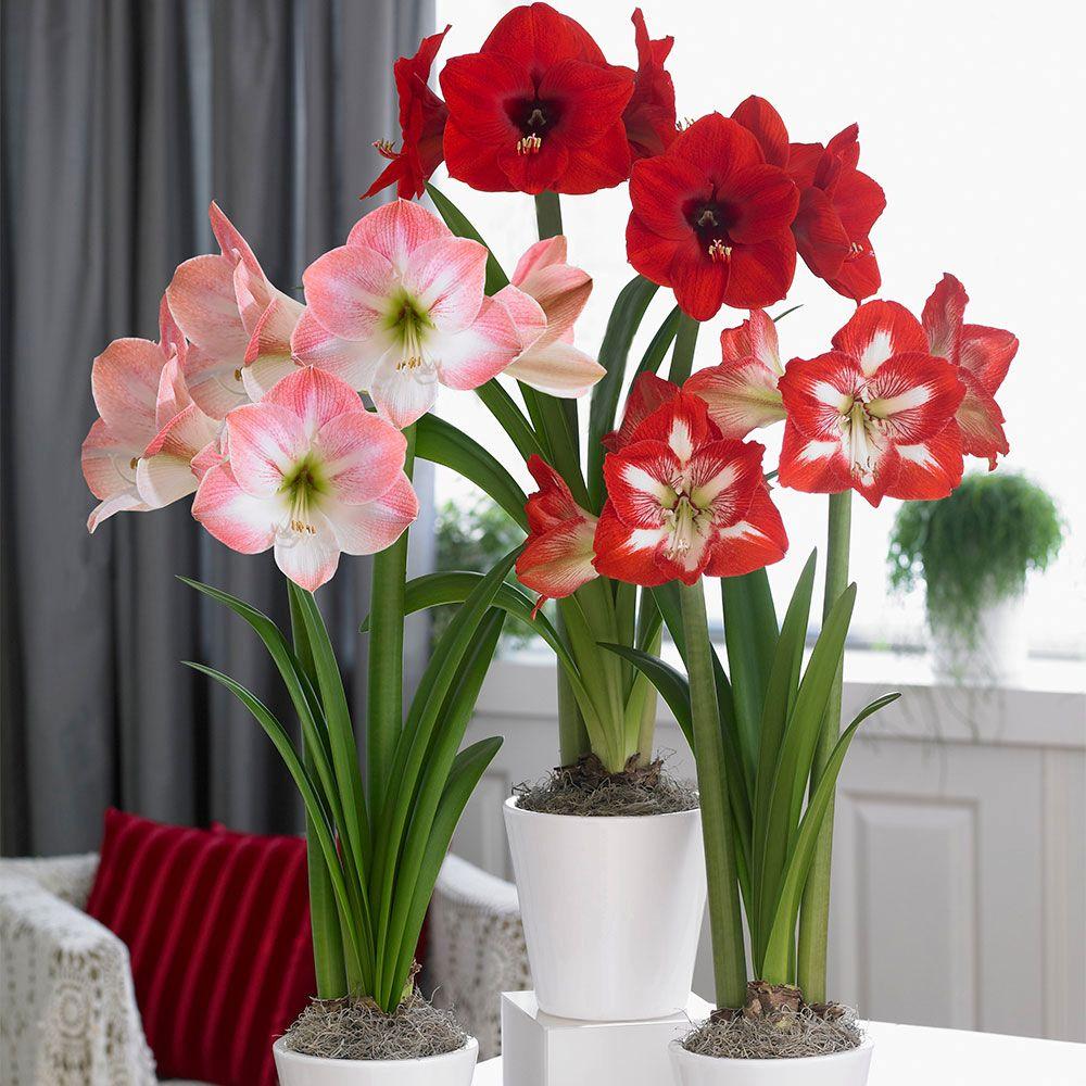 amaryllis flower bulbs home depot