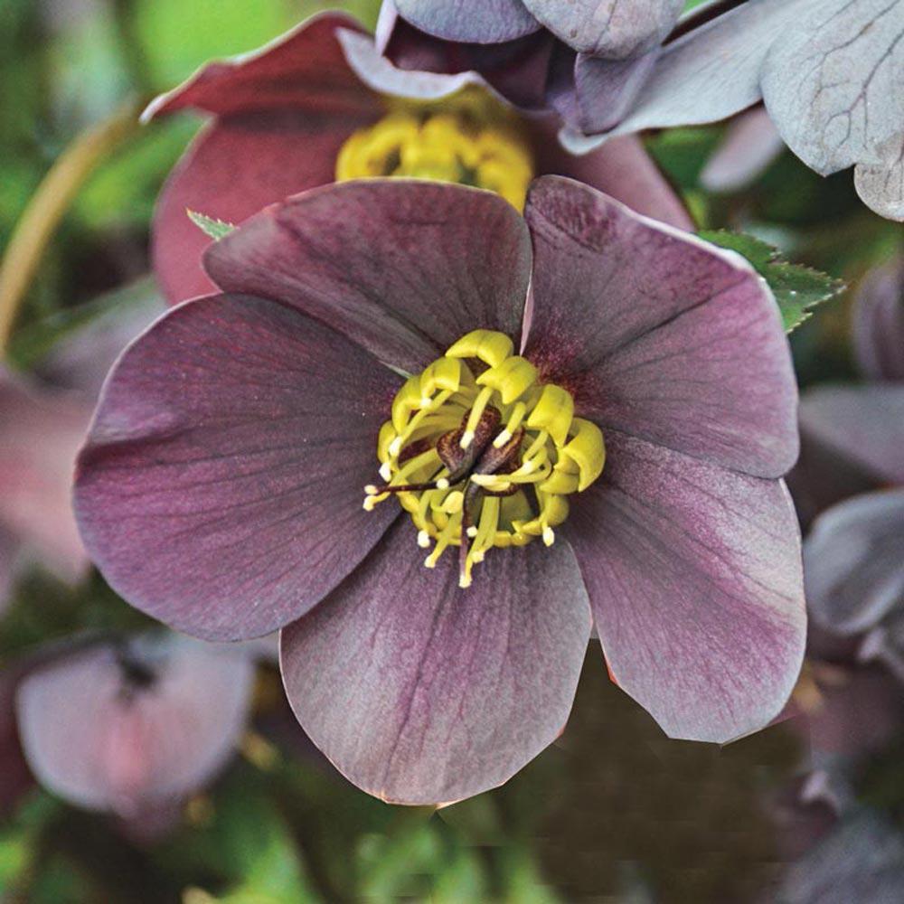 Spring Hill Nurseries 3 In Pot Honeymoon Vegas Lenten Rose Spring Hill Nurseries 3 In Pot Honeymoon Vegas Lenten Rose Helleborus