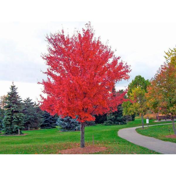 Online Orchards Autumn Blaze Maple Tree Bare Root Shrm001 The Home Depot