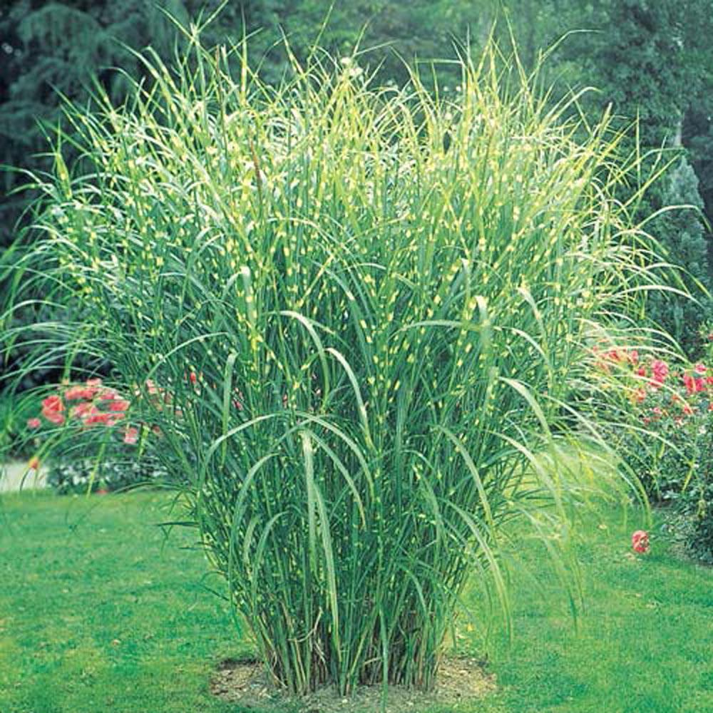 Spring Hill Nurseries 3 In Pot Zebra Gr Miscanthus Live Pot Zebra Gr Miscanthus