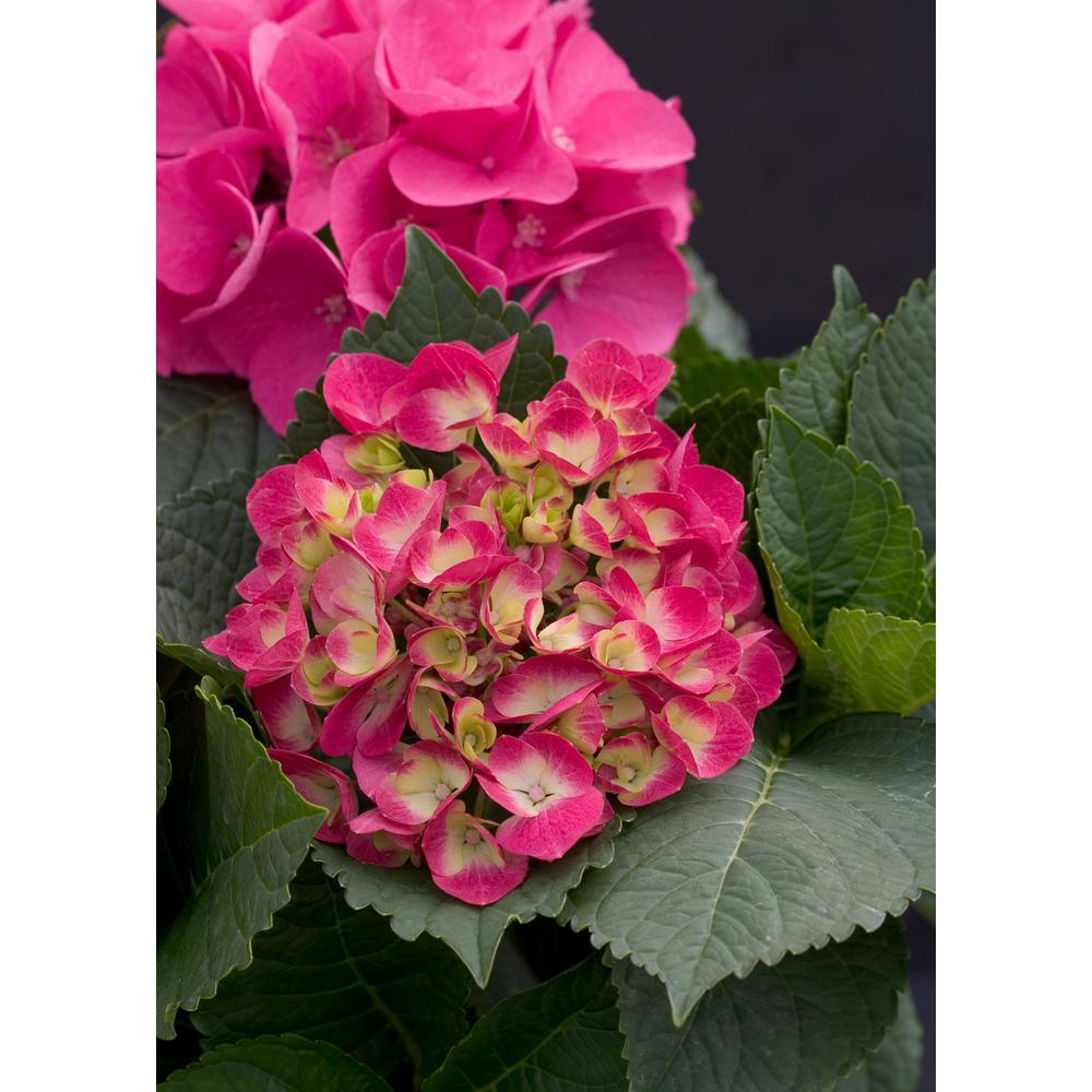 Proven Winners 3 Gal. Cityline Paris Bigleaf Hydrangea (Macrophylla