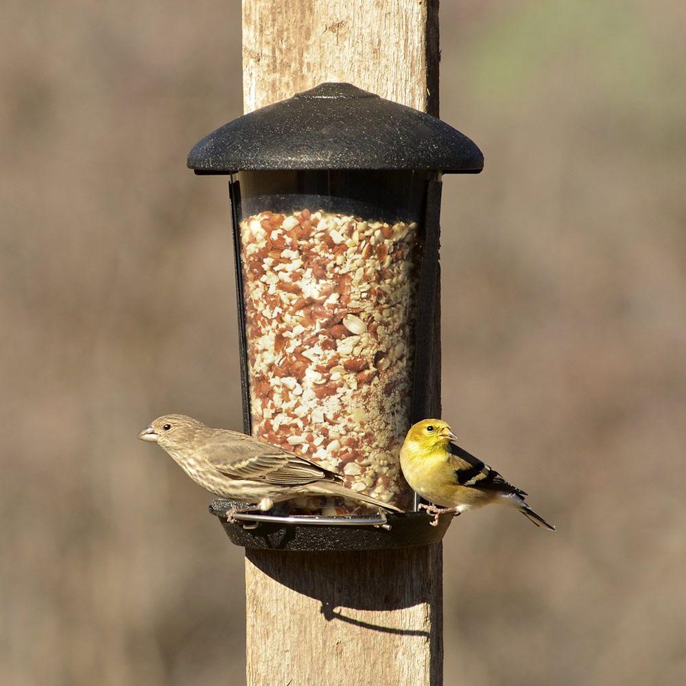 Perky Pet Wall And Post Mount Bird Feeder 1 1 Lb Capacity 101 5
