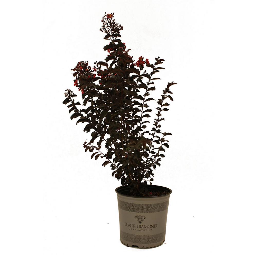 First Editions Red Hot Black Diamond Crape Myrtle-CRMBDR03G - The Home ...