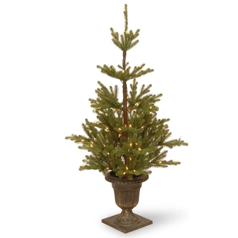 catchy collections of rooted christmas tree perfect catchy collections of rooted christmas tree perfect
