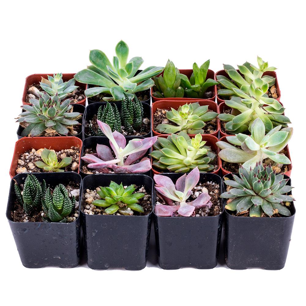 DecoBlooms Succulent Bulk Pack Collection of 16 DB8625 