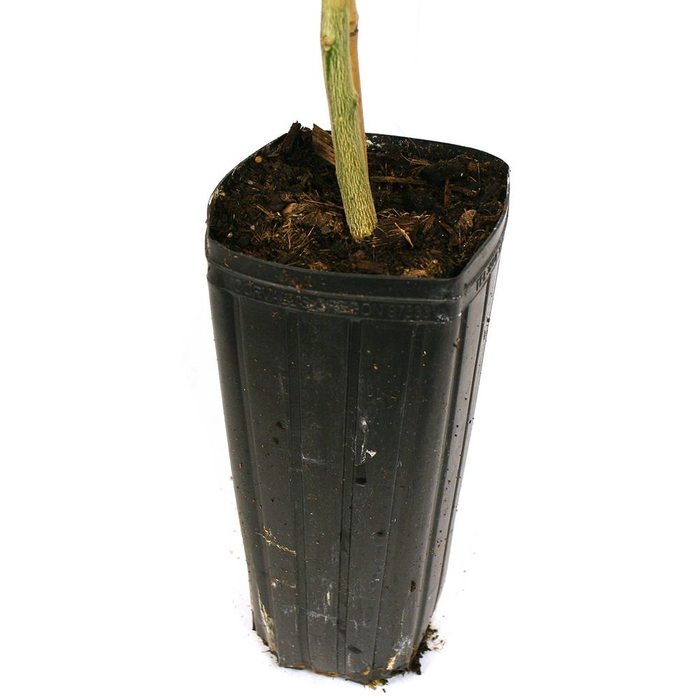 Van Zyverden Lemon Citrus Tree Improved Meyer 1 Plant 83903 The Home Depot - Lemon Patio Tree Van Zyverden Van Zyverden Lemon Citrus Tree Improved Meyer 1 Plant 83903 The Home Depot - Lemon Patio Tree Van Zyverden